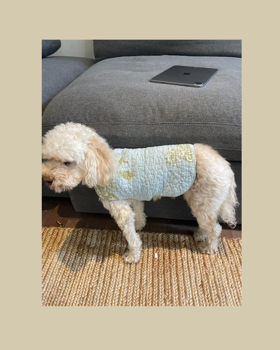 Mini Quilted Pup Coat
